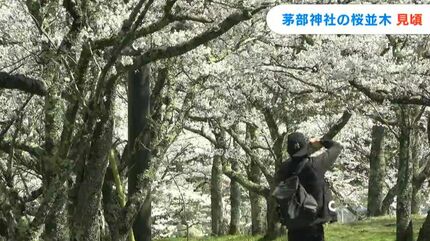 シリーズ令和の桜 岡山・香川】厳しい冬を乗り越えた蒜山高原に春の