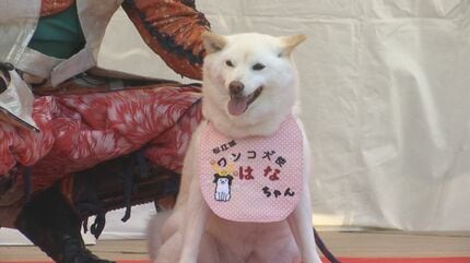 城で毎日散歩していたら看板犬に…柴犬「はなちゃん」松江城ワンコ大使