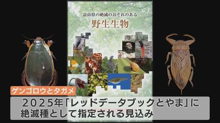最後の1頭　台湾産　ゲンゴロウ　37mm 符節欠損 感謝曹興誠八不居士分享，葡萄牙1996年為了紀念1582年發現而且登陸
