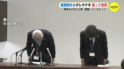 原爆に耐えた “被爆樹木” シダレヤナギ 誤って伐採 広島県発注の河川