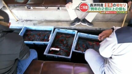 金魚や錦鯉およそ1万匹の “初競り” 目玉の『ジャンボ獅子頭』の落札