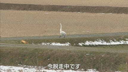 え？白鳥が歩いてる…「意味わからん…」“歩く白鳥”いったいどこへ何しに