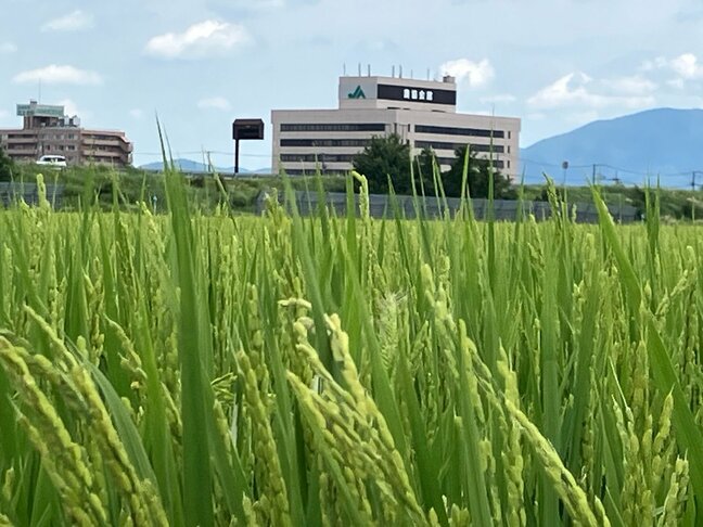 【速報】過去最高額に　25年産米の概算金の目安額は「はれわたり」と「まっしぐら」は2万6000円　JA全農あおもり|TBS NEWS DIG