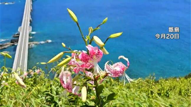 夏の甑島を彩るカノコユリみごろ　鹿児島|TBS NEWS DIG