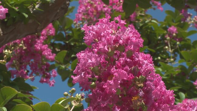夏の青空に映えるピンク色 城下町彩る“サルスベリの花”|TBS NEWS DIG