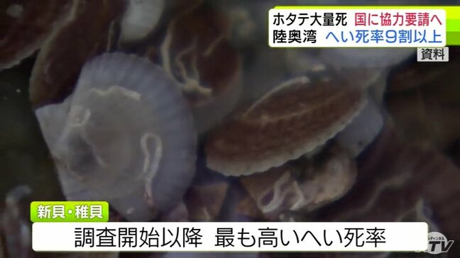 「最悪の状況であり、最大の危機を迎えている」青森県の『陸奥湾ホタテ』の大量死　新貝のへい死率は9割以上・稚貝は約8割で過去最悪に　青森県・宮下宗一郎 知事は国に対策への協力求める方針|TBS NEWS DIG