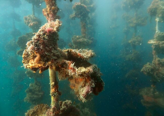 「来年も死んだら、辞める人も出てくるんじゃないか」カキ大量死　生産量全国1位　広島のカキ業者の現状は　カキ筏を潜水取材|TBS NEWS DIG
