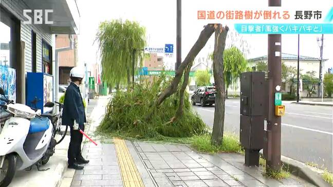 長野市中心部でヤナギの幹が折れる けが人なし 目撃者「風が比較的強く、亀裂が入っていた」|TBS NEWS DIG