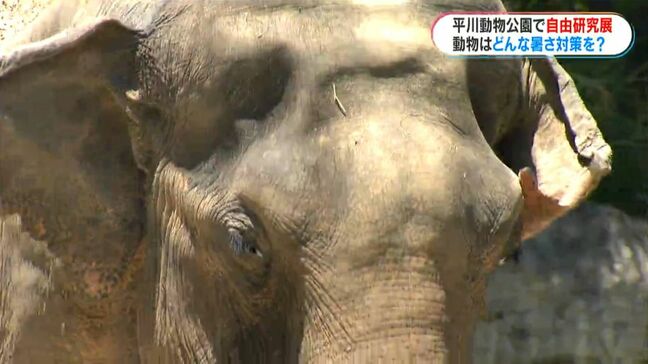 動物園で自由研究に挑戦　暑さ対策が上手な動物はゾウ？　鹿児島市|TBS NEWS DIG