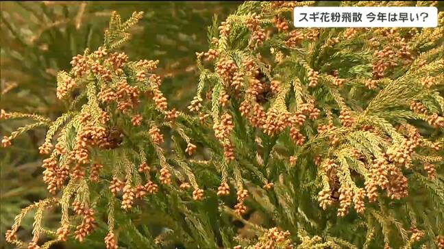 花粉の飛散 暖冬傾向で今年は早い⁉ すでに”花粉症”の症状訴える人も 専門医が飛散を分析、その結果は…|TBS NEWS DIG