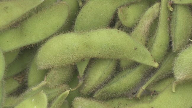 「町でしか食べられない味」 “まぼろしの大豆”=あけぼの大豆初収穫 あすから直売所などで販売 山梨・身延町|TBS NEWS DIG