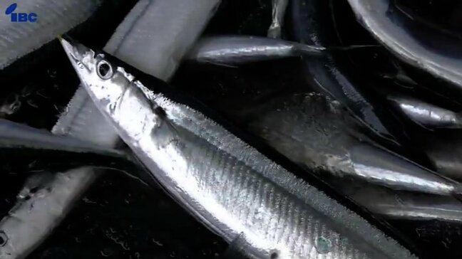 去年の岩手県内のサンマ水揚げ量は前年の1.5倍　2019年以降で最多|TBS NEWS DIG