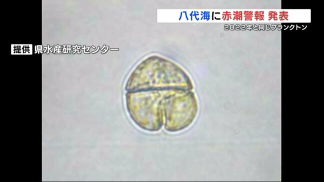 八代海全域に赤潮警報を発表 原因プランクトン「カレニアミキモトイ」が基準値の約5倍 2022年には19億円の漁業被害 熊本|TBS NEWS DIG