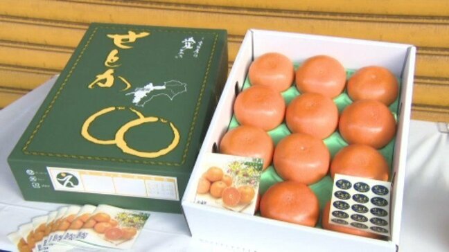 「食べやすくおいしい果実に仕上がっている」かんきつの王様「せとか」の出荷が始まる 愛媛県・松山市|TBS NEWS DIG