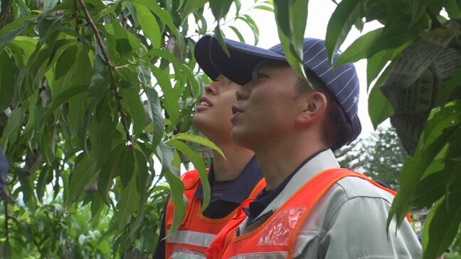 モモの産地で果実盗難防止パトロール 警察やJAの職員が畑を巡回 山梨|TBS NEWS DIG