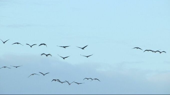 鹿児島で今季初　野鳥から高病原性鳥インフル検出　野鳥の監視強化|TBS NEWS DIG