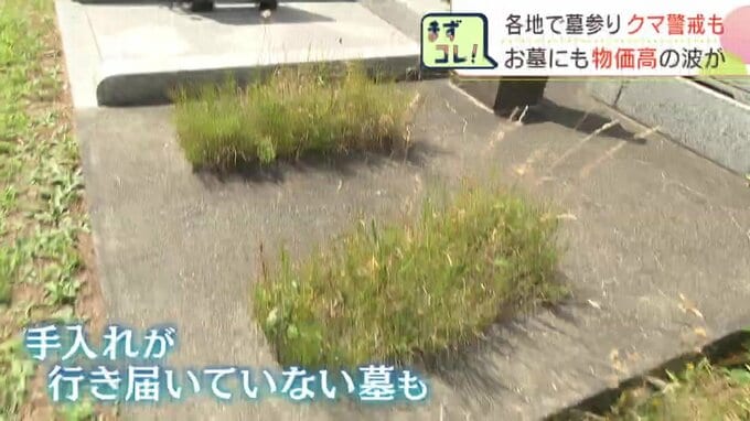 草木が伸びて手入れが行き届いていない墓