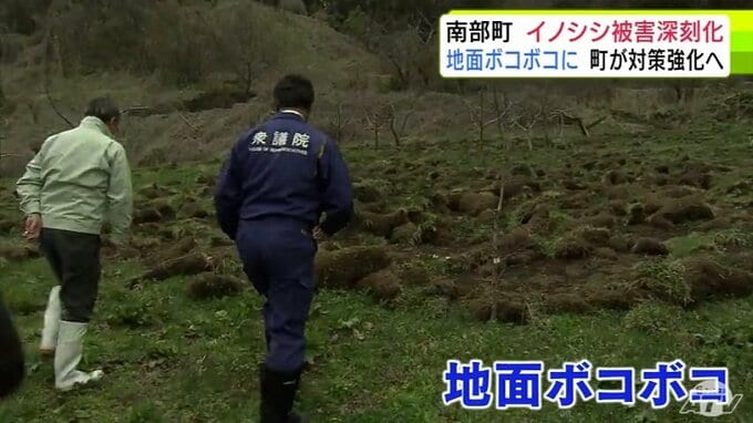 【詳報】地面はボコボコ「今年はさらにひどい被害…」　青森県南部町の果樹園で深刻化しているイノシシによる掘り起こし被害　土の中のミミズなどのエサ求め…　町が被害状況を視察　「箱わな」など設置で対策強化|TBS NEWS DIG