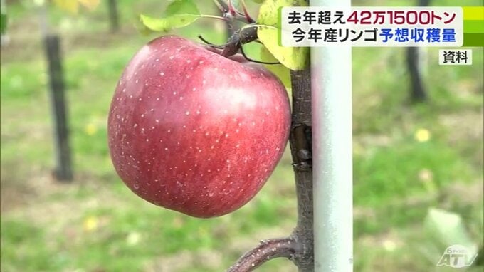 2024年のリンゴの予想収穫量は42万1500トン　猛暑の影響受けた2023年を13%ほど上回る見込み　|　青森のニュース│ATV NEWS│青森テレビ