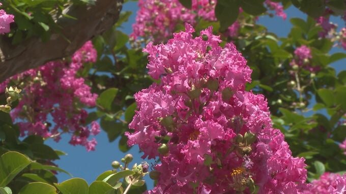 夏の青空に映えるピンク色　城下町彩る“サルスベリの花”　|　山口のニュース・天気・防災｜tys NEWS｜ｔｙｓテレビ山口
