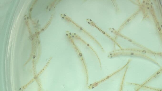 春の訪れを告げる伝統のシロウオ漁「去年以上はとりたい」高齢化に漁獲量の減少…地元では危機感も|TBS NEWS DIG