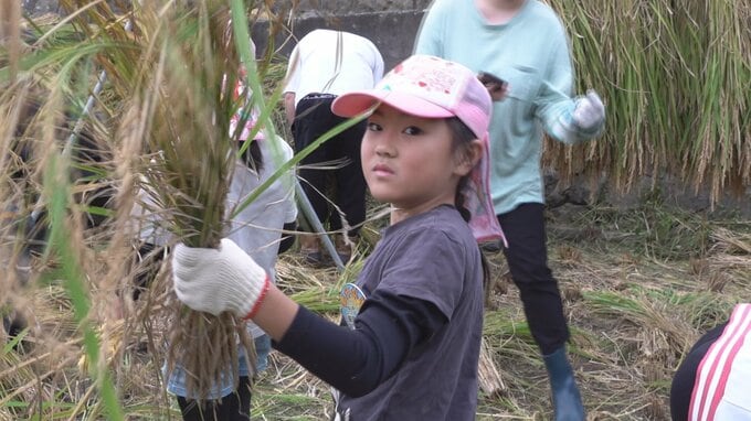 小学生親子が稲刈りとサツマイモ収穫体験　秋の実りで食育を学ぶ　|　山梨のニュース | ＵＴＹテレビ山梨