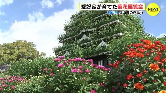 愛好家が育てた菊花展覧会　福山城の作品も　広島･福山市　|　RCC NEWS | 広島ニュース | RCC中国放送