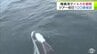 陸奥湾を回遊するイルカ１００頭が目の前に　青森　　|　青森のニュース│ATV NEWS│青森テレビ