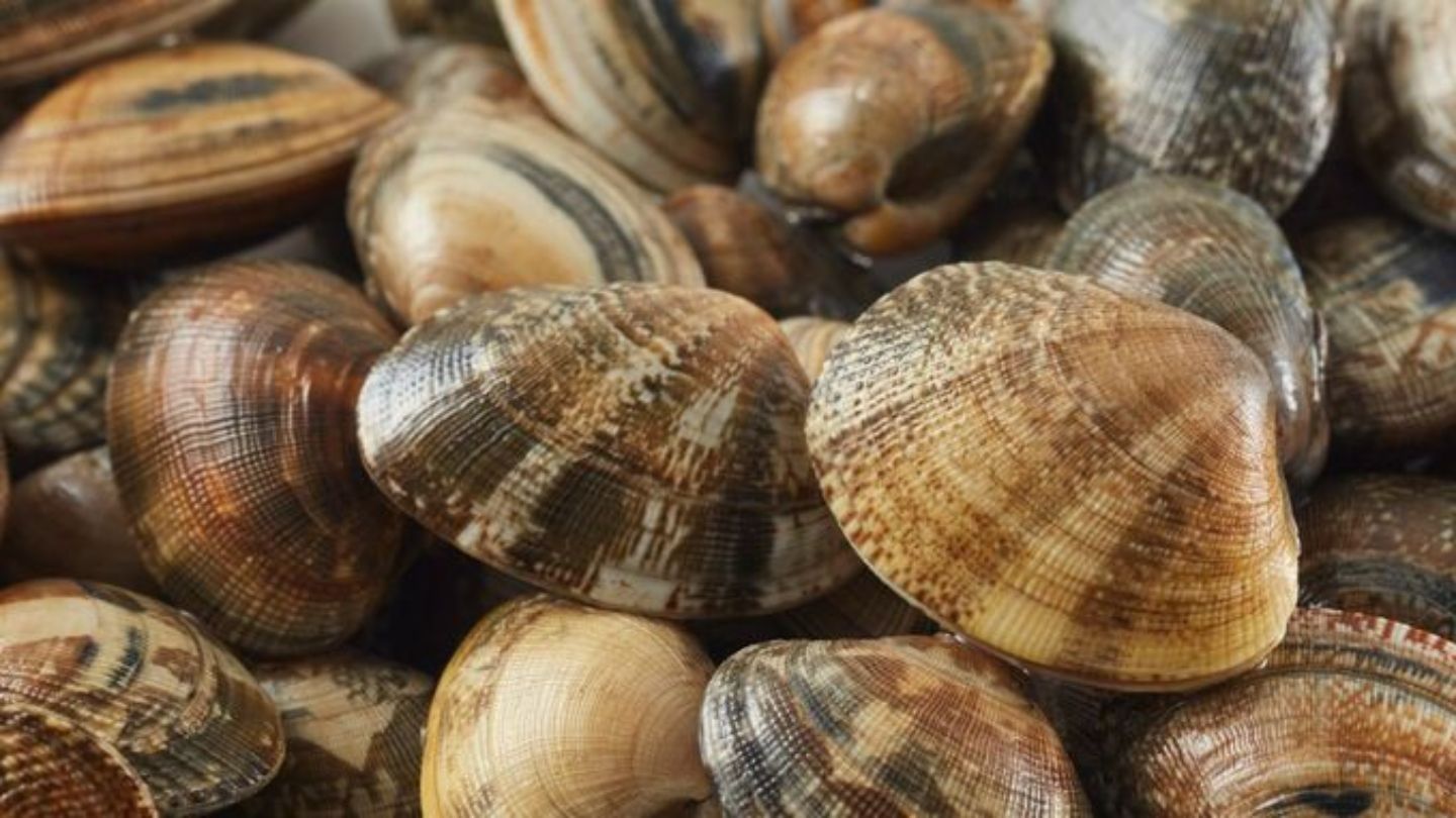 今年初 笠岡市の海岸で採取したアサリから「貝毒」検出 近隣海域で採取