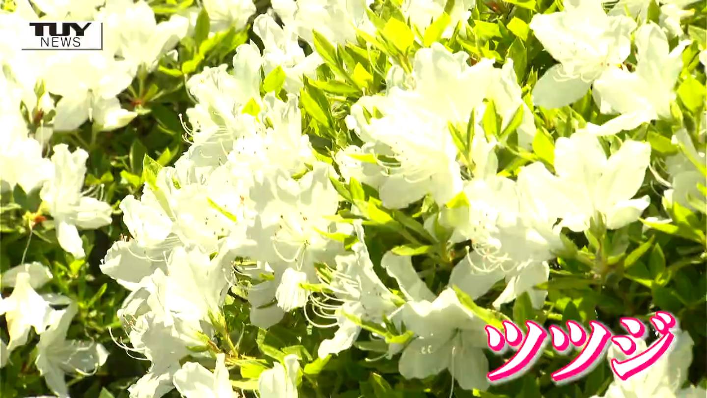 新緑の中で白く鮮やかに咲くツツジ 酒田市で見ごろ迎える 気温高い日