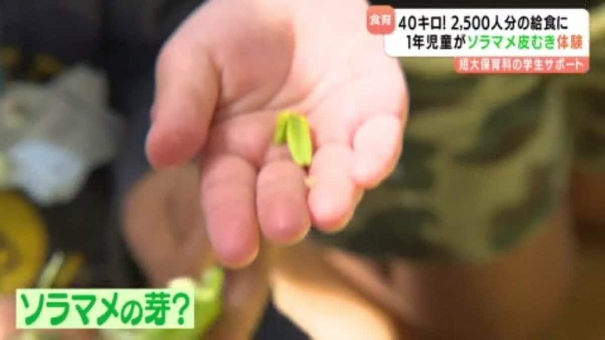 そらまめ、髪の毛あった」 小学校が食育の一環で特産品のソラマメ