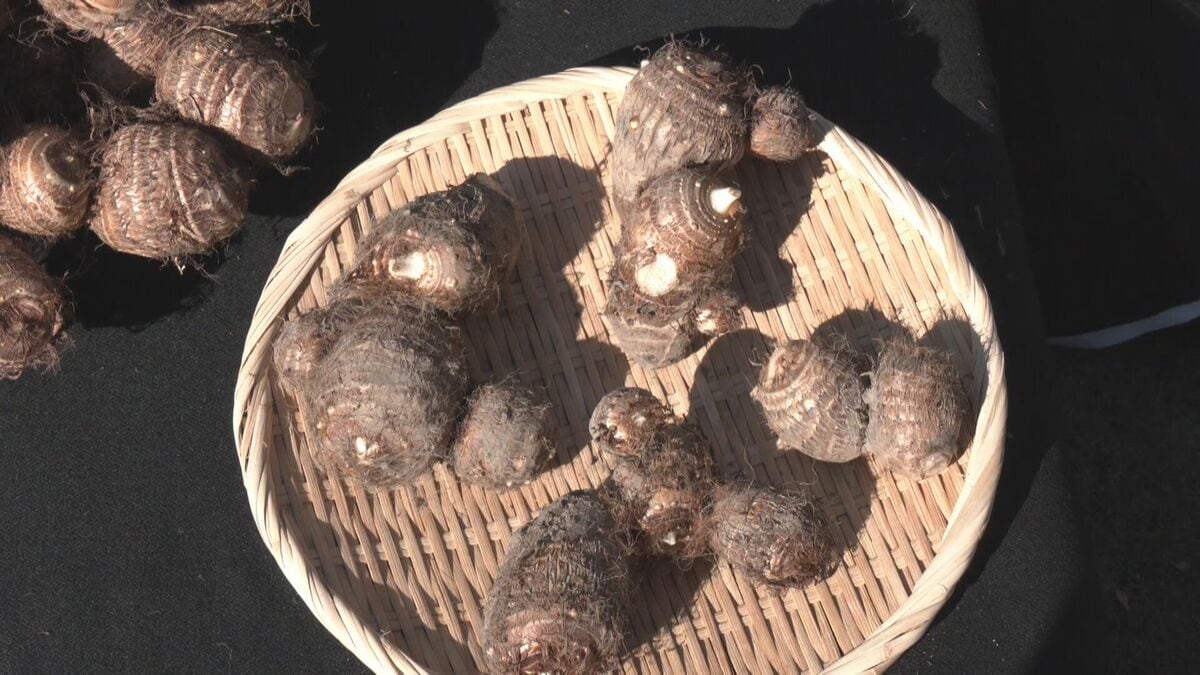サトイモの収穫始まる 子イモと孫イモが連なった状態で出荷 切断面が少なく長持ち 豚汁やイカの煮物に | TBS NEWS DIG