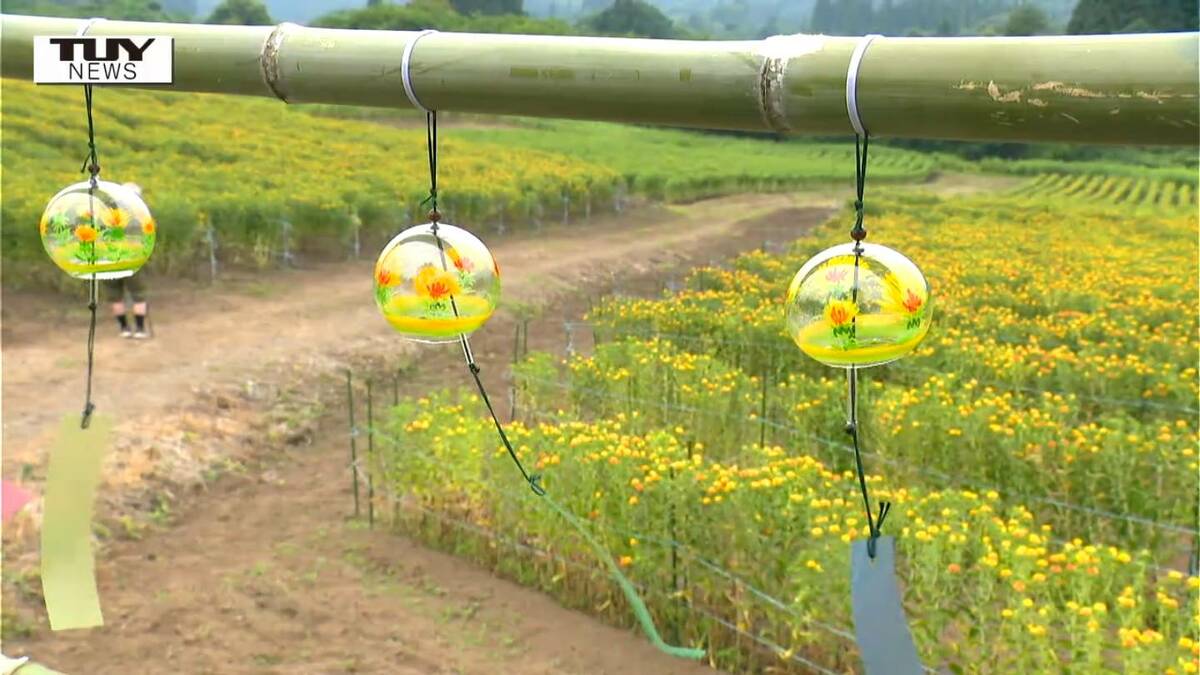 白鷹町の大紅花畑 風鈴の涼やかな音に包まれる（テレビユー山形）｜d