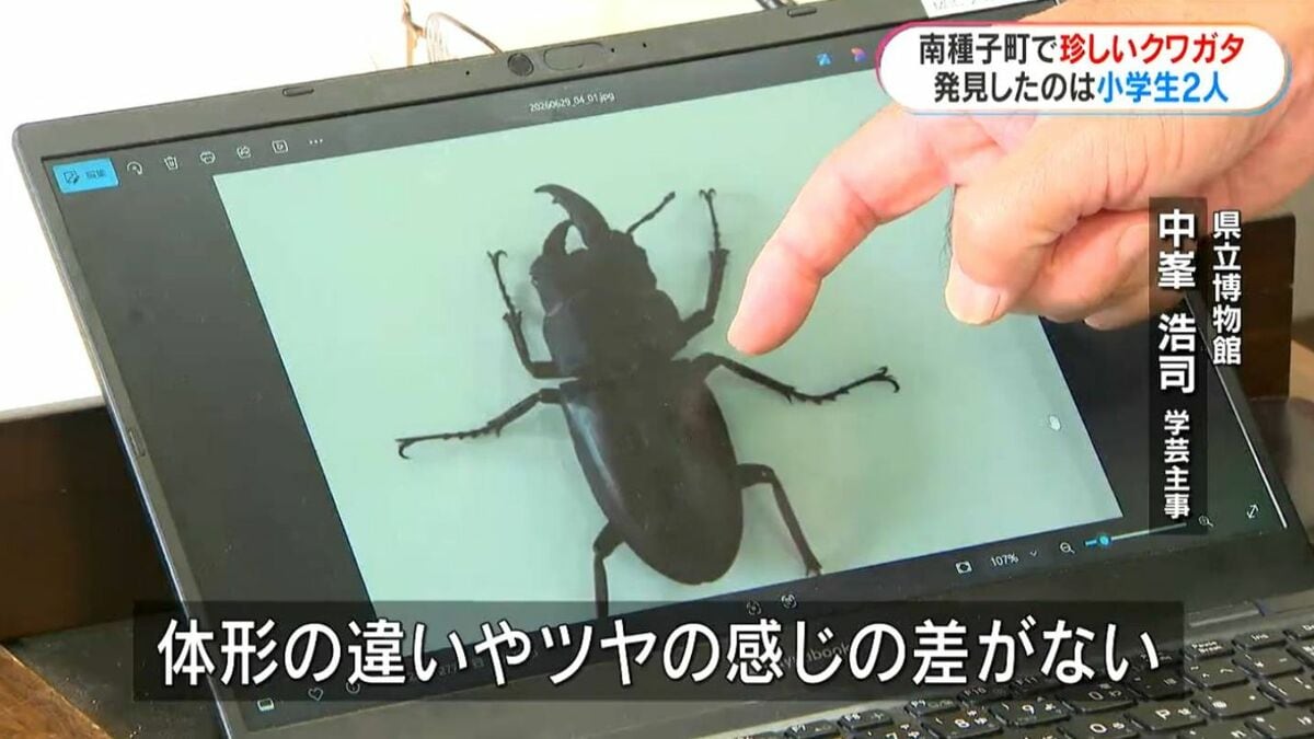 左がメス？右がオス？種子島で珍しいクワガタを小学生が発見「育てれば