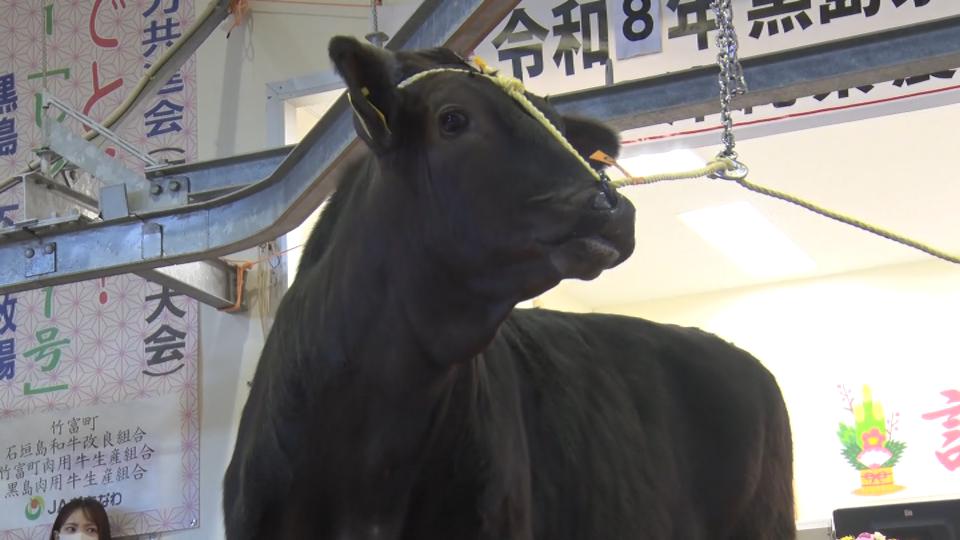 1頭111万円での取引も！　沖縄・黒島で子牛の初競り　120頭近くが競りにかけられる