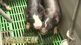 新たなブランド豚の名は『美星満天豚』 飼料にコメを混ぜ「透き通るような脂、きめの細さが魅力」【岡山・井原市】|TBS NEWS DIG