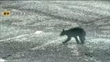 古川農業試験場にクマ出没で職員がクマの映像撮影 同日に2㎞先で女性重傷クマ人身被害も 宮城・大崎市|TBS NEWS DIG