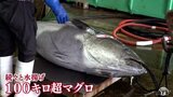 14年連続の最高値獲得なるか「黒いダイヤ」青森県大間産本マグロ初競りに向け豊洲市場などへ出荷|TBS NEWS DIG