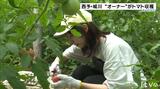 「とにかくおいしい、ほれ込んだ」 トマト畑の“オーナー”ら収穫の喜び | 愛媛のニュース - Nスタえひめ|あいテレビは6チャンネル