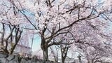 全国で最も早く甲府の桜が満開に 南アルプス市の妙了寺では3種類の桜が見頃迎える 山梨 | 山梨のニュース | UTYテレビ山梨