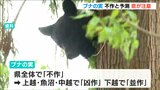 今年もクマの人里への出没が増える恐れ ブナの実は県全体で「不作」と予測 新潟県は「クマ出没警戒注意報」発表中|TBS NEWS DIG