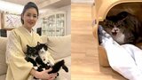 【 藤あや子 】保護猫「じゃこ天」くん　1か月の隔離が無事終了　先輩猫マル＆オレオと顔合わせ前に「ハードパンチ」|TBS NEWS DIG