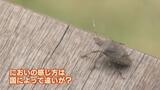 「くっさー!」「ウッド系のいい香り!」文化の違いか?カメムシ窓にびっしり…あの手この手で駆除する住民…“観光地” に湧き出るカメムシとの攻防 富山・立山町 | 富山のニュース|天気・防災|チューリップテレビ