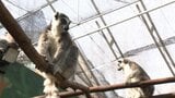 【ノースサファリ】「除却命令」をめぐって札幌市と運営会社「サクセス観光」が対立 第三者機関「開発審査会」が10月にも判断へ | 北海道のニュース|HBC北海道放送