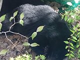 すぐそばにクマが…上山市の民家にクマ居座る 現場の画像を住民が撮影 庄内町でも民家でクマがコロンと…(山形) | 山形のニュース│TUYテレビユー山形
