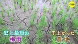 「もう雨乞いでもするか」 田んぼもアスパラも “ひび割れ” 先週 恵みの雨になったのか? 日照り地区の明と暗|TBS NEWS DIG