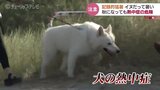 毎日の “犬の散歩” 炎天下では注意…9月になってもこの暑さ!季節は秋でも熱中症のおそれ|TBS NEWS DIG