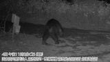 【クマ出没】箱わなで捕獲した体長1.2mのメスを駆除、5月以降出没を繰り返していたクマか…付近に設置のカメラには別のクマが記録 札幌市豊平区 | 北海道のニュース|HBC北海道放送