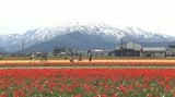 残雪の北アルプスとチューリップ200万本の競演“にゅうぜんフラワーロード”見頃 富山・入善町　|　富山のニュース｜天気・防災｜チューリップテレビ