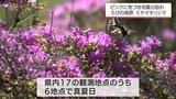 西米良村31.4℃など 宮崎県内は内陸を中心に「真夏日」 標高1200mのえびの高原では「ミヤマキリシマ」が満開に | MRTニュース | MRT宮崎放送